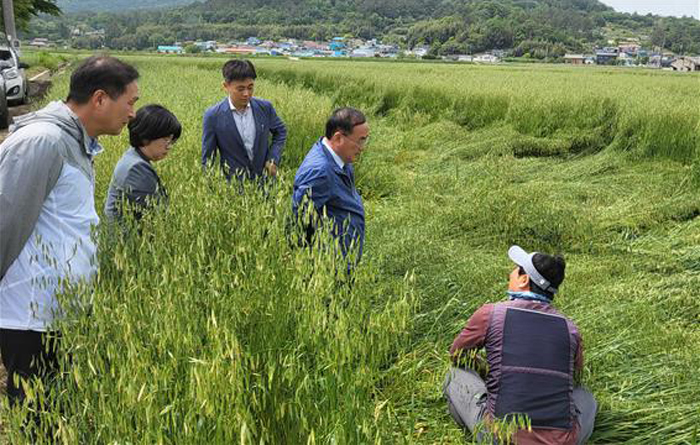 전남농기원, 강진 쌀귀리 피해현장 점검