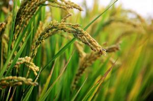 아세안 국가에 쌀 원조물량 두배 늘렸다